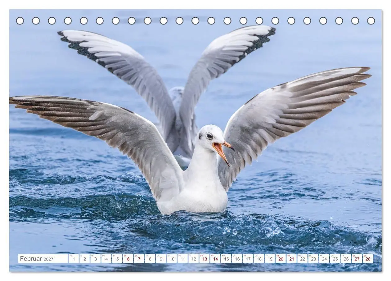 Bild: 9783516987577 | Aerorobaten - Möwen im Flug (Tischkalender 2027 DIN A5 quer),...