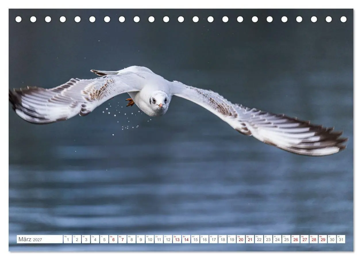 Bild: 9783516987577 | Aerorobaten - Möwen im Flug (Tischkalender 2027 DIN A5 quer),...