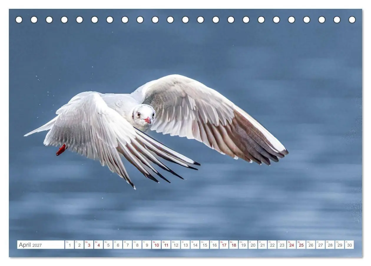 Bild: 9783516987577 | Aerorobaten - Möwen im Flug (Tischkalender 2027 DIN A5 quer),...