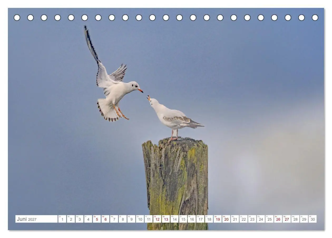 Bild: 9783516987577 | Aerorobaten - Möwen im Flug (Tischkalender 2027 DIN A5 quer),...