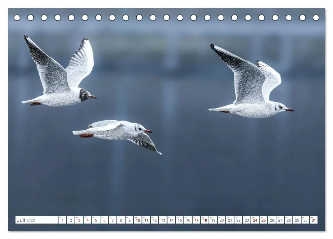 Bild: 9783516987577 | Aerorobaten - Möwen im Flug (Tischkalender 2027 DIN A5 quer),...