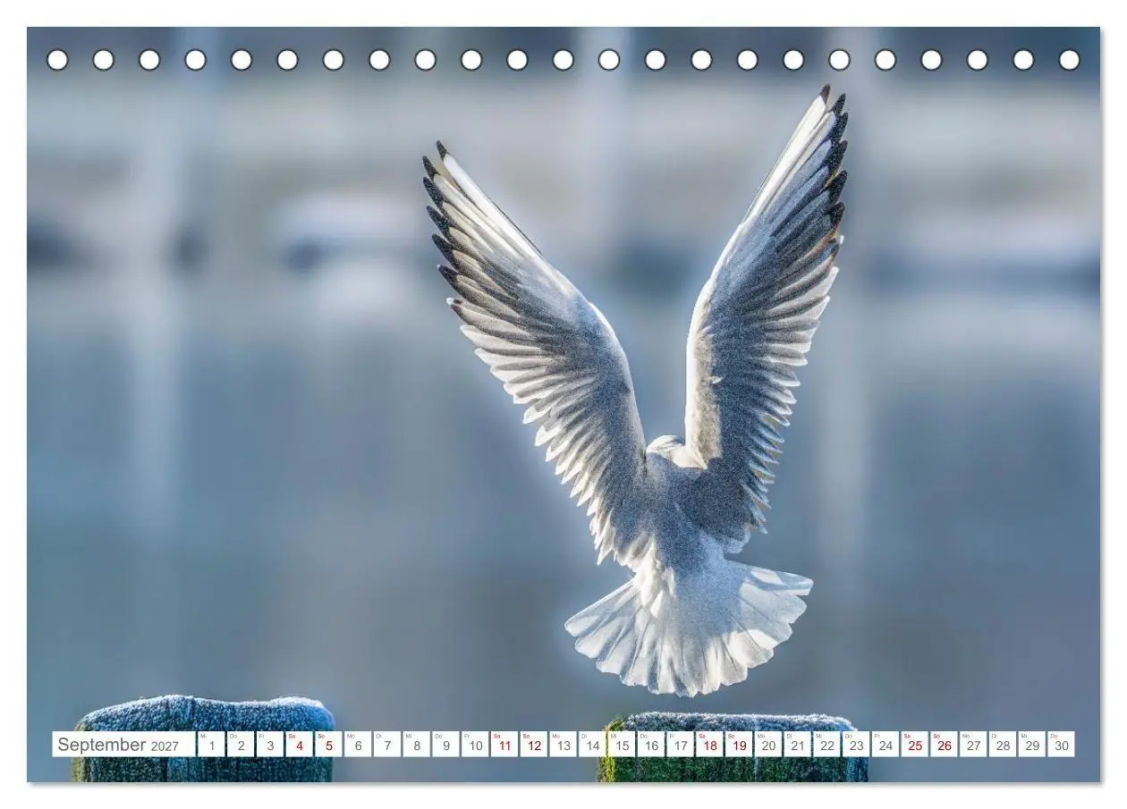Bild: 9783516987577 | Aerorobaten - Möwen im Flug (Tischkalender 2027 DIN A5 quer),...