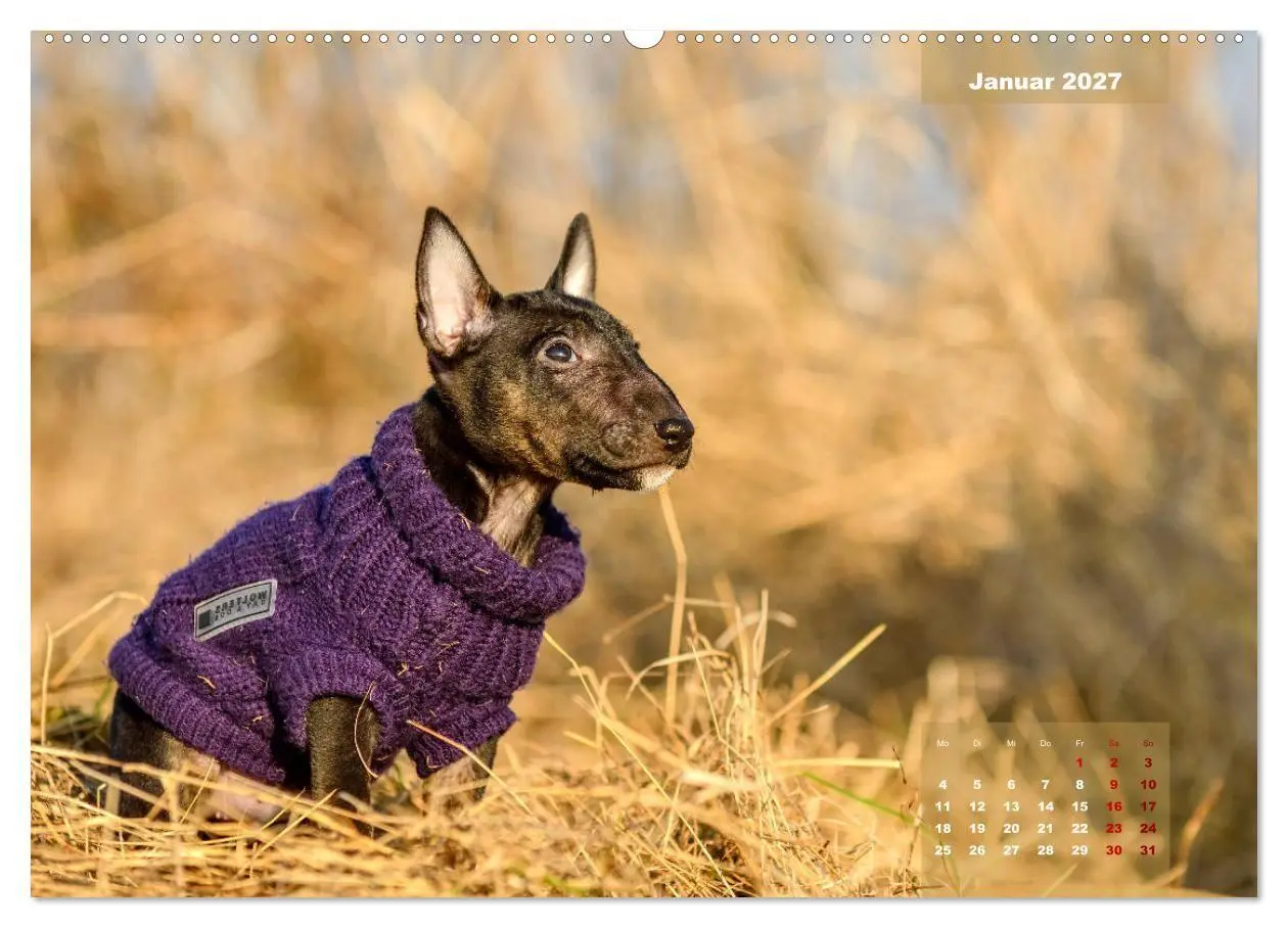 Bild: 9783569767577 | Bullterrier 2027 Frech und fröhlich durch das Jahr (hochwertiger...