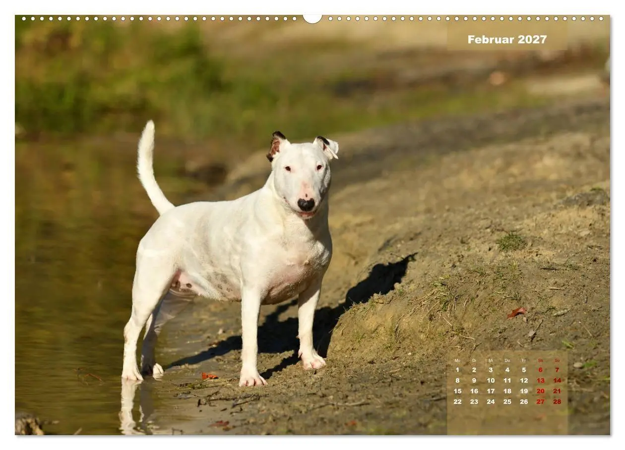 Bild: 9783569767577 | Bullterrier 2027 Frech und fröhlich durch das Jahr (hochwertiger...