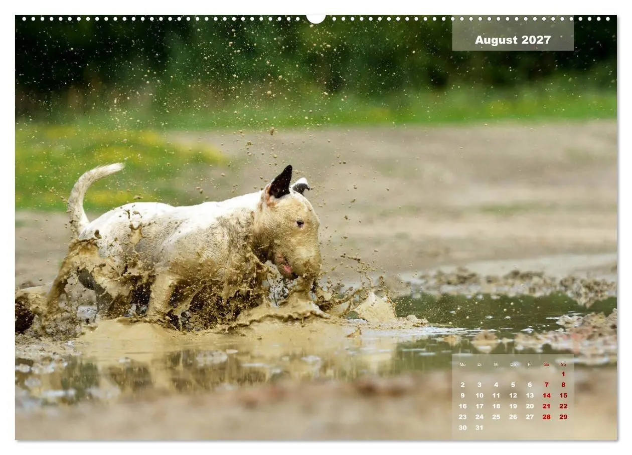 Bild: 9783569767577 | Bullterrier 2027 Frech und fröhlich durch das Jahr (hochwertiger...
