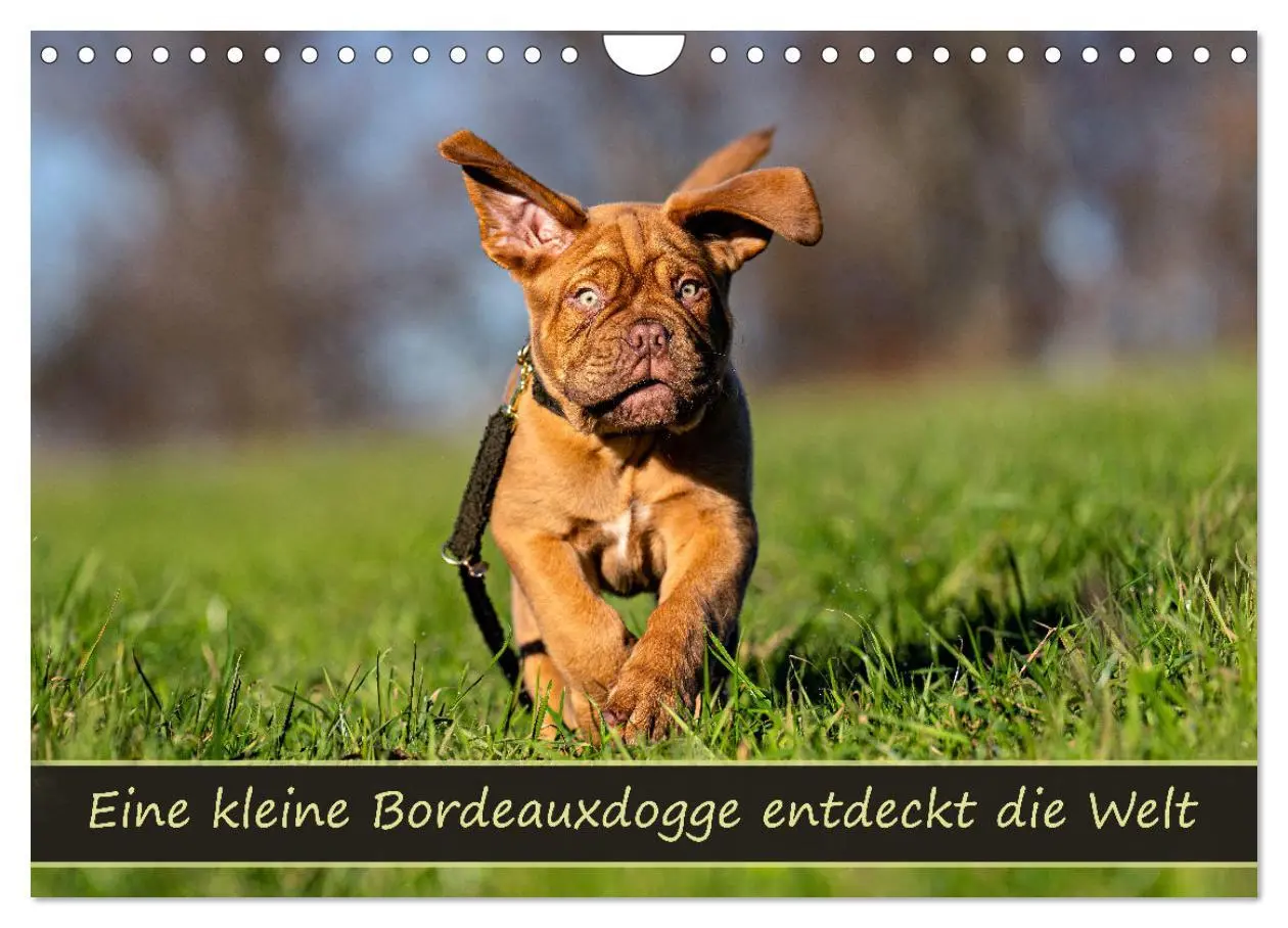 Cover: 9783457247877 | Eine kleine Bordeauxdogge entdeckt die Welt (Wandkalender 2026 DIN...