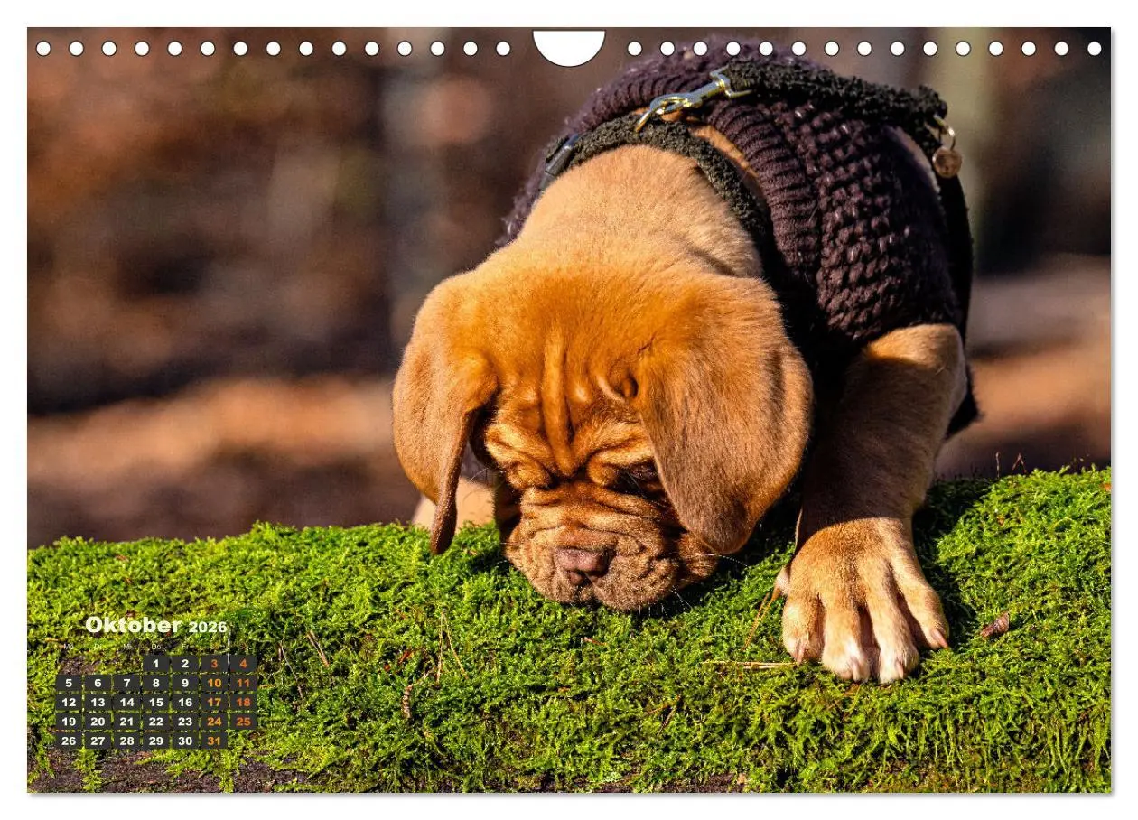 Bild: 9783457247877 | Eine kleine Bordeauxdogge entdeckt die Welt (Wandkalender 2026 DIN...