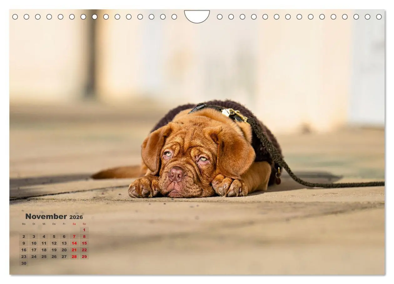 Bild: 9783457247877 | Eine kleine Bordeauxdogge entdeckt die Welt (Wandkalender 2026 DIN...