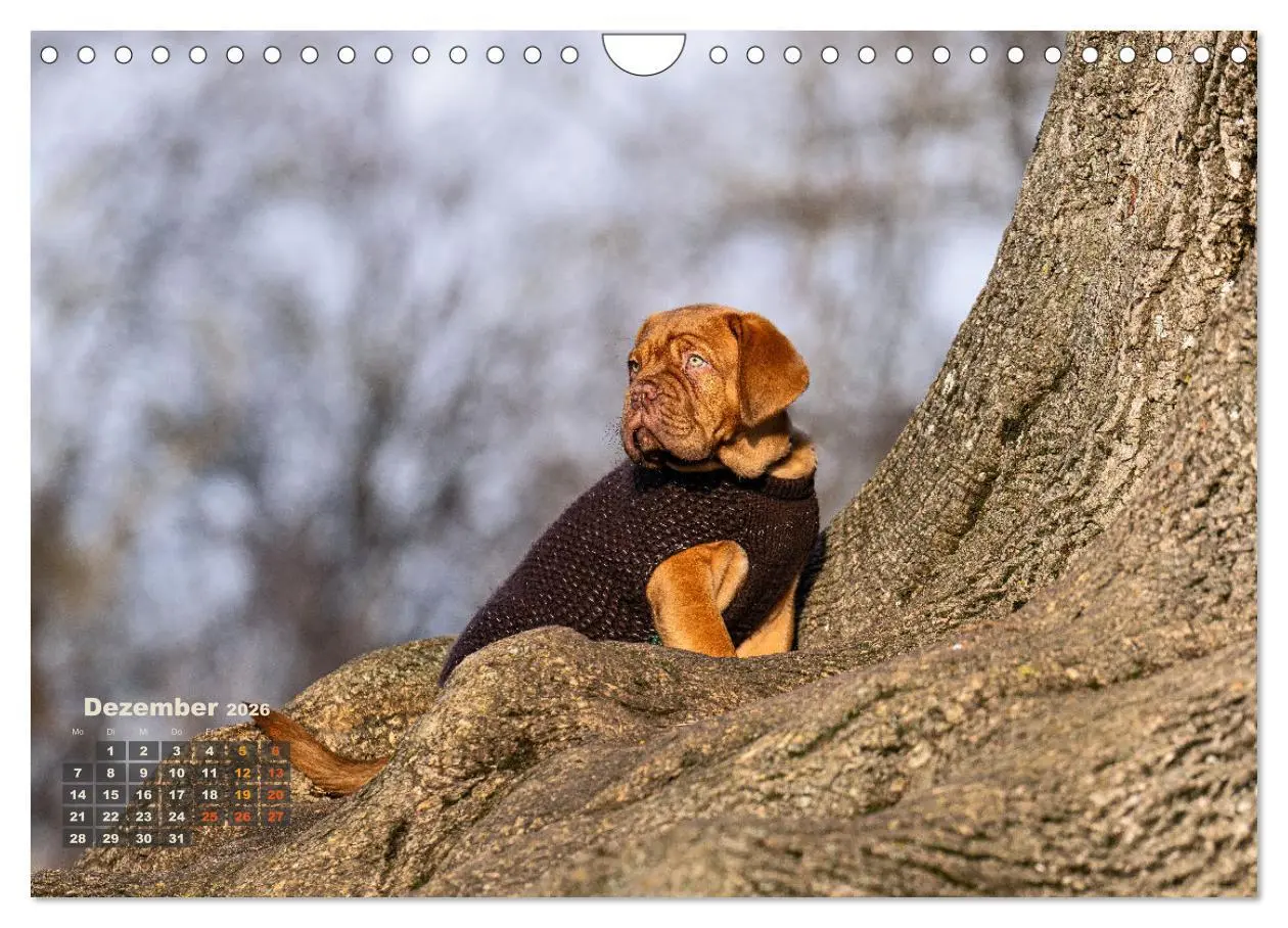 Bild: 9783457247877 | Eine kleine Bordeauxdogge entdeckt die Welt (Wandkalender 2026 DIN...