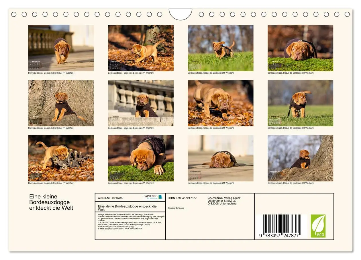 Bild: 9783457247877 | Eine kleine Bordeauxdogge entdeckt die Welt (Wandkalender 2026 DIN...
