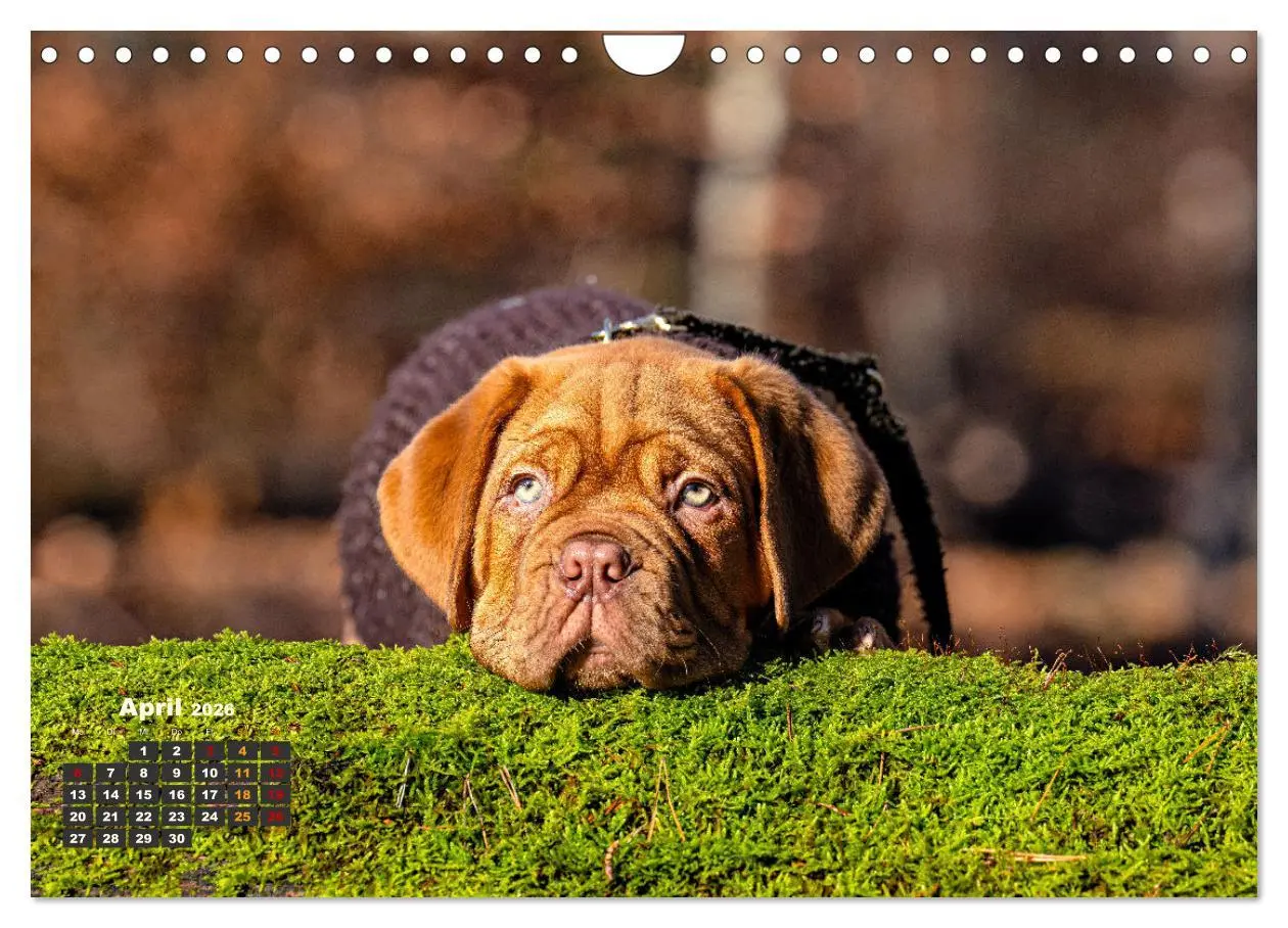 Bild: 9783457247877 | Eine kleine Bordeauxdogge entdeckt die Welt (Wandkalender 2026 DIN...