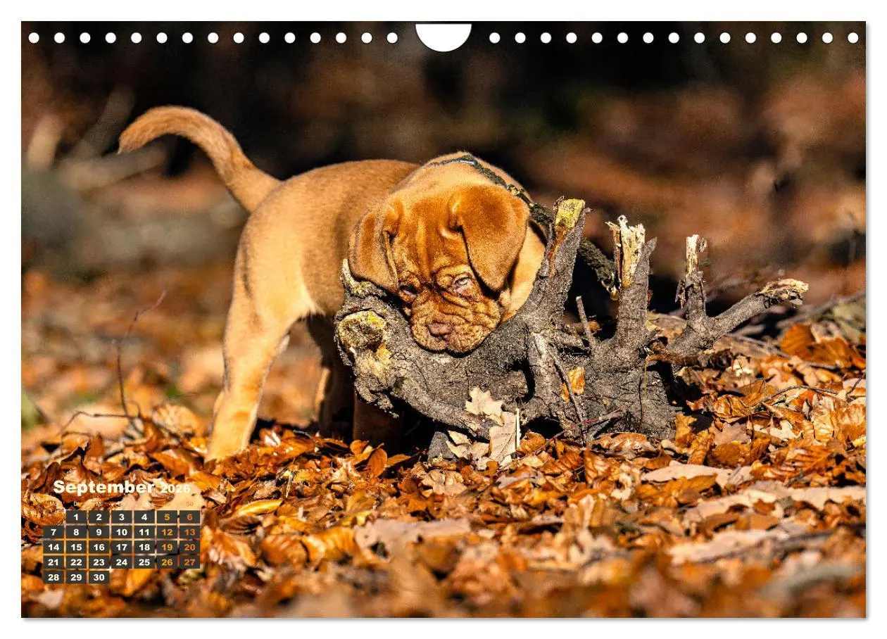 Bild: 9783457247877 | Eine kleine Bordeauxdogge entdeckt die Welt (Wandkalender 2026 DIN...