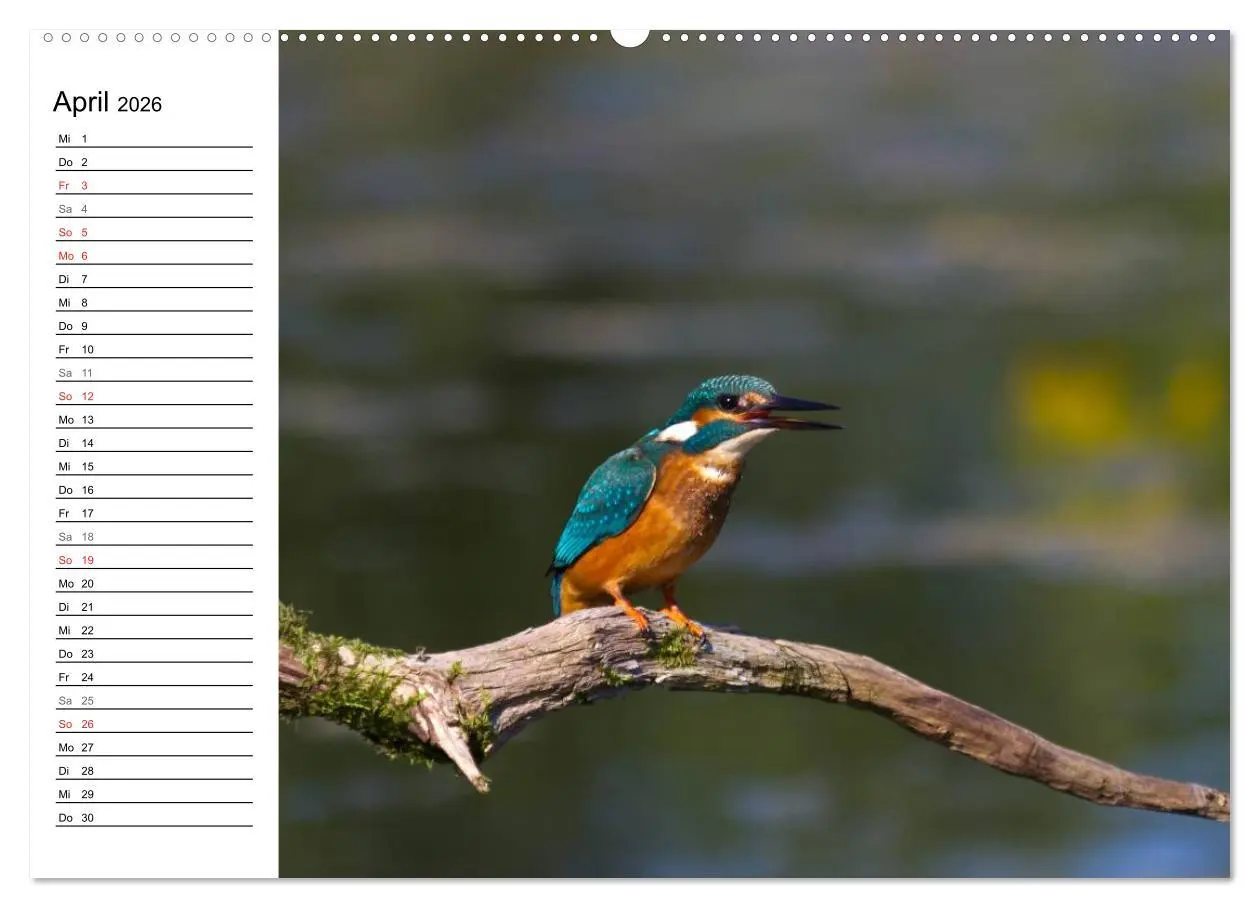 Bild: 9783516187977 | Eisvögel (hochwertiger Premium Wandkalender 2026 DIN A2 quer),...