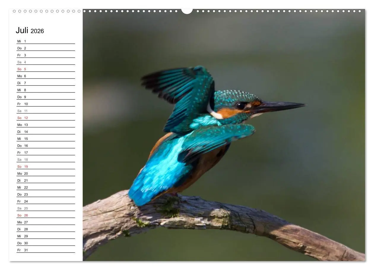 Bild: 9783516187977 | Eisvögel (hochwertiger Premium Wandkalender 2026 DIN A2 quer),...