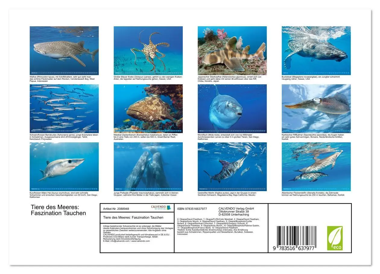 Bild: 9783516637977 | Tiere des Meeres: Faszination Tauchen (Wandkalender 2026 DIN A4...