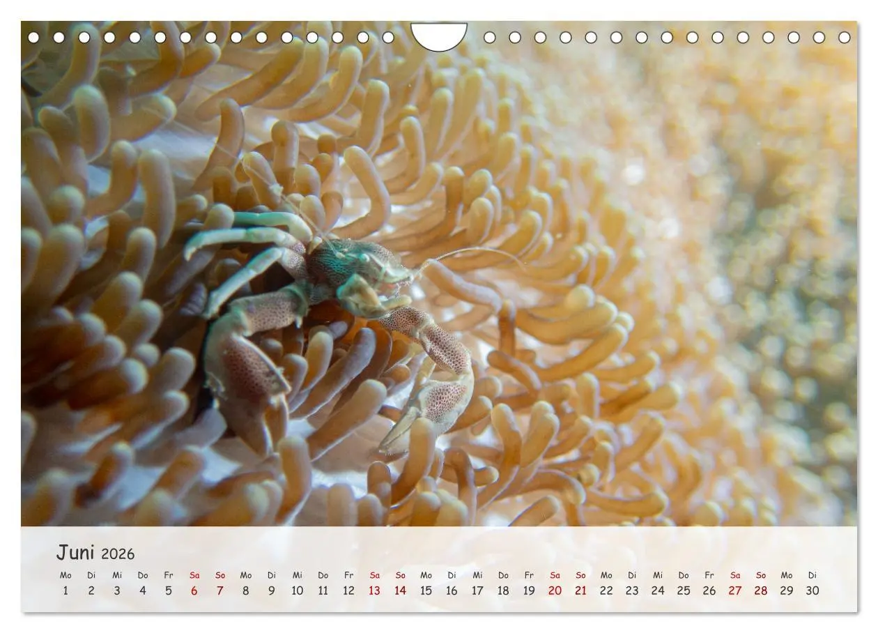 Bild: 9783457368077 | Faszination Meer und Fische (Wandkalender 2026 DIN A4 quer),...