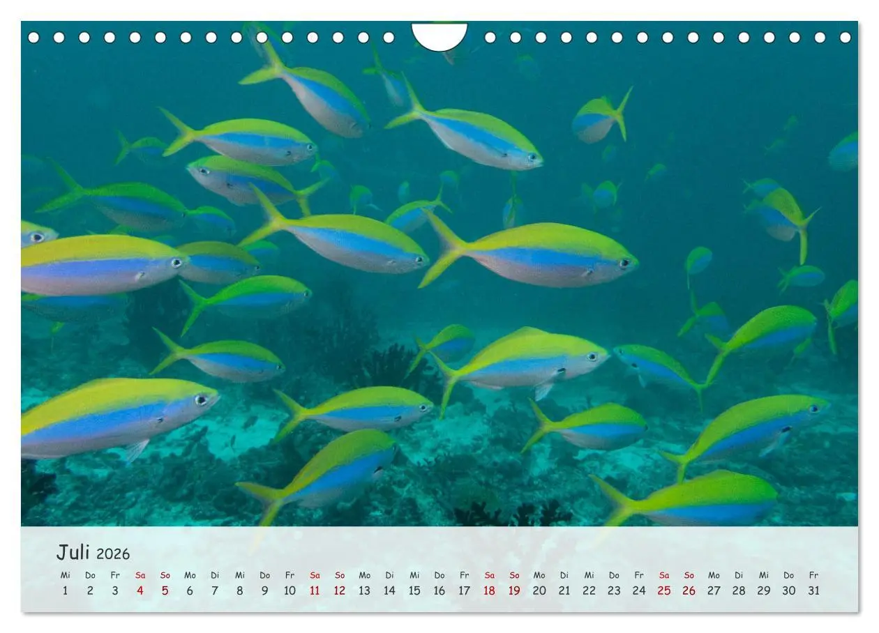 Bild: 9783457368077 | Faszination Meer und Fische (Wandkalender 2026 DIN A4 quer),...