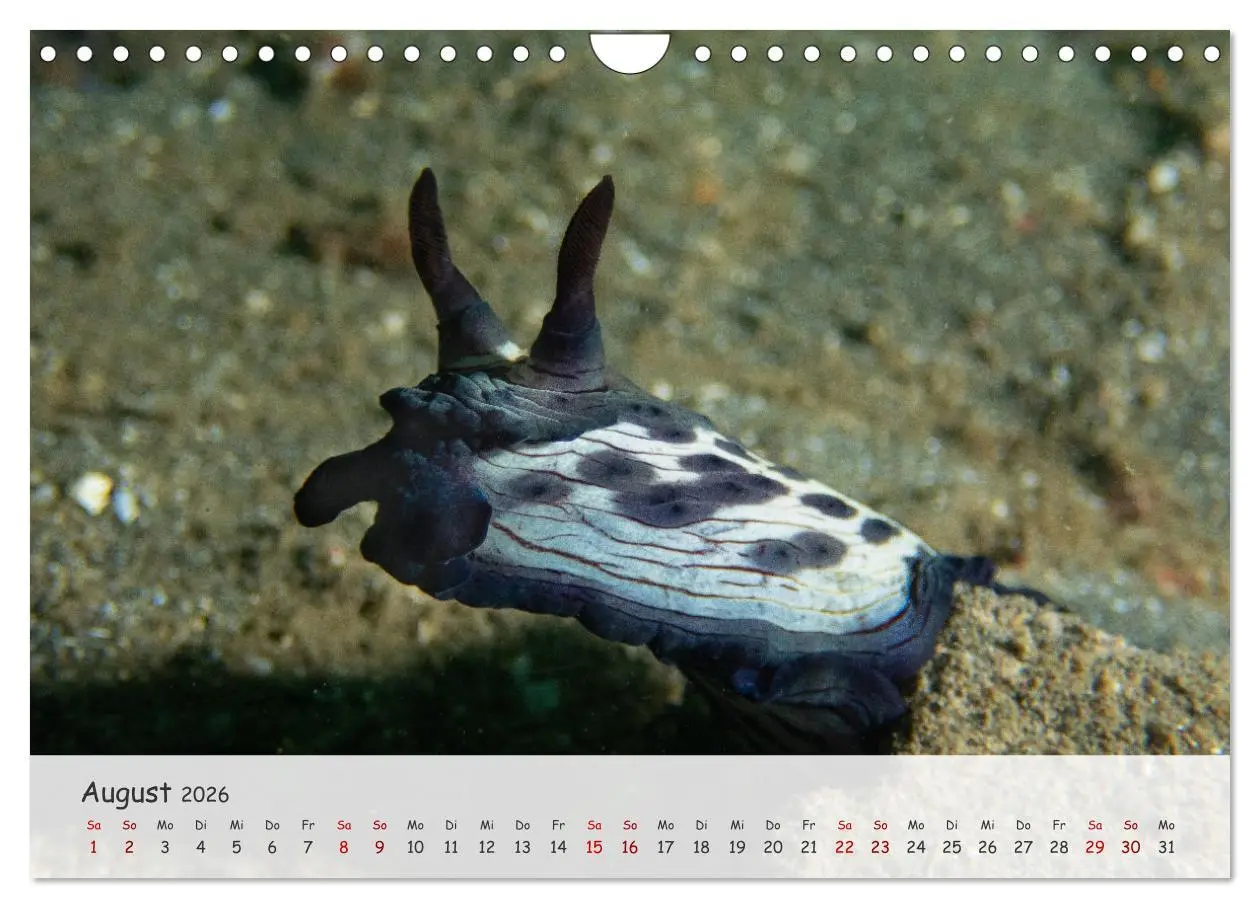 Bild: 9783457368077 | Faszination Meer und Fische (Wandkalender 2026 DIN A4 quer),...