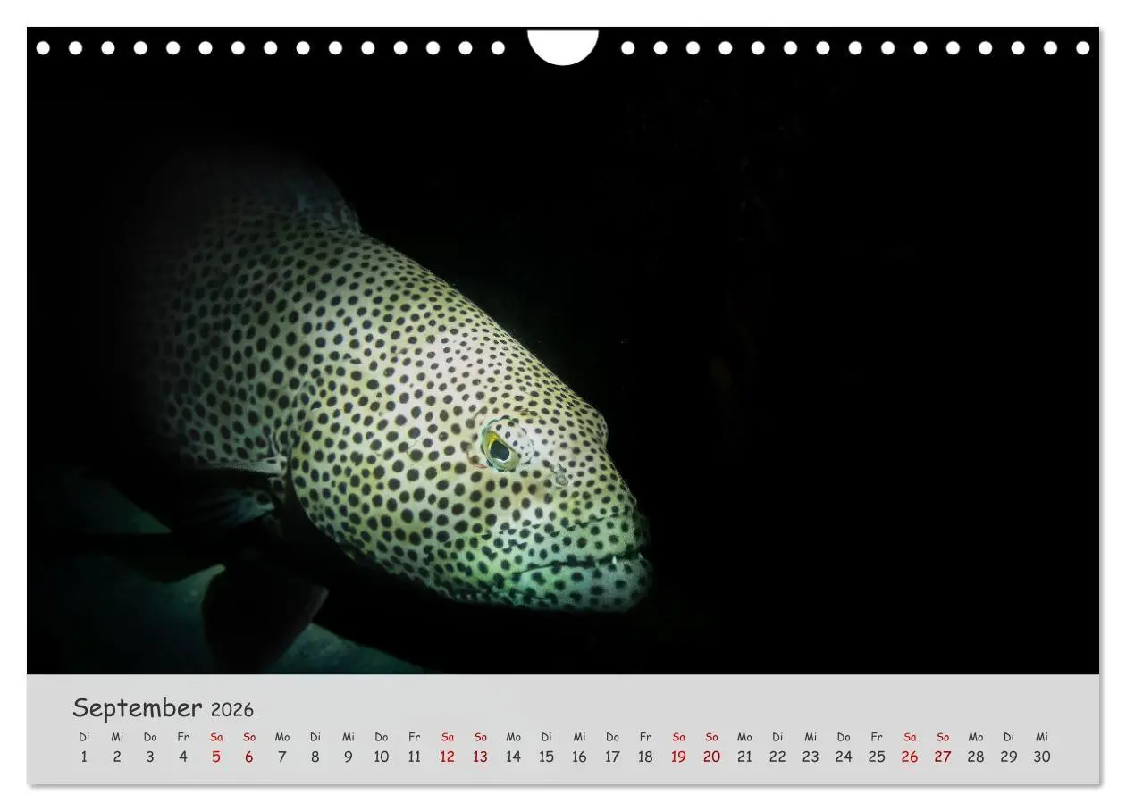 Bild: 9783457368077 | Faszination Meer und Fische (Wandkalender 2026 DIN A4 quer),...