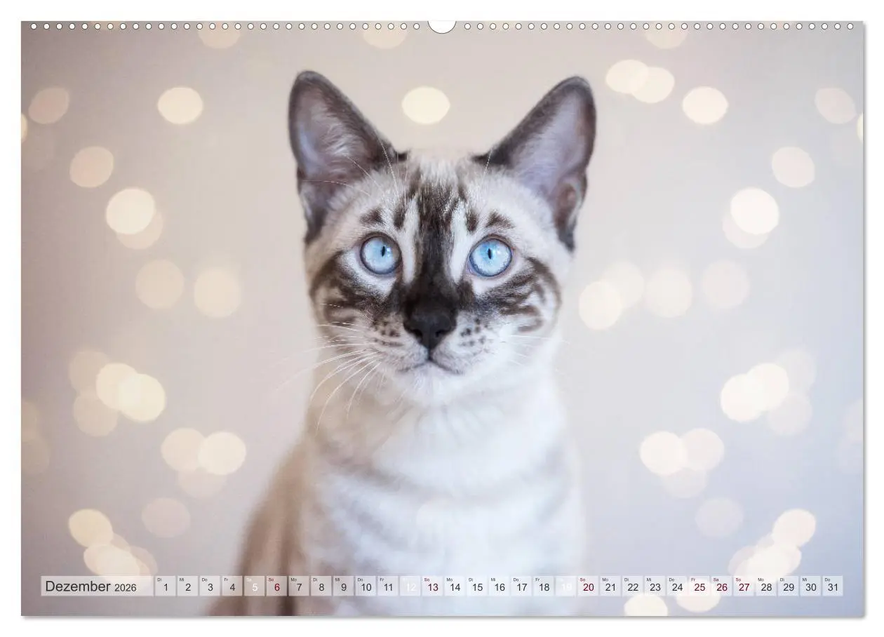 Bild: 9783457748077 | Wildes Wohnzimmer - Die Bengalkatze (Wandkalender 2026 DIN A2...