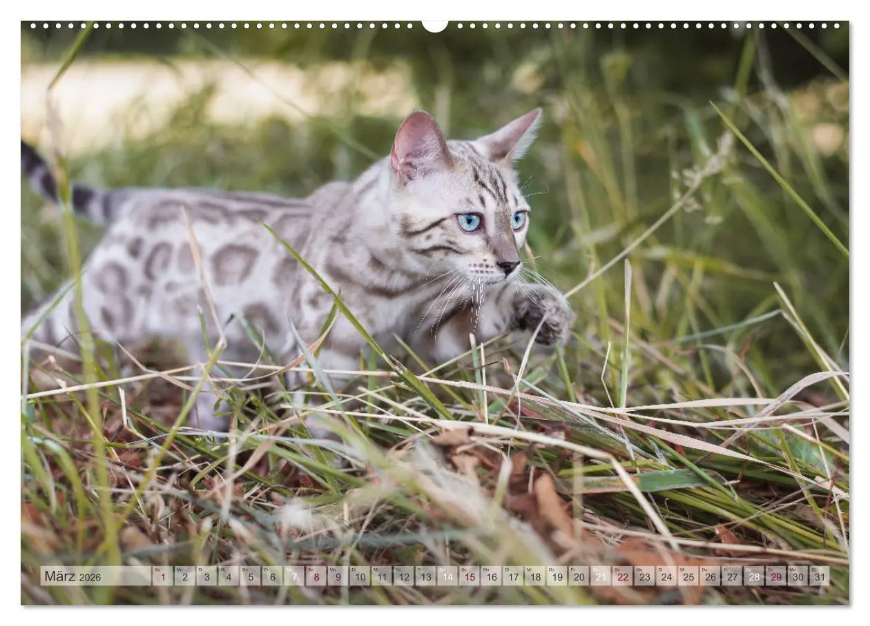 Bild: 9783457748077 | Wildes Wohnzimmer - Die Bengalkatze (Wandkalender 2026 DIN A2...