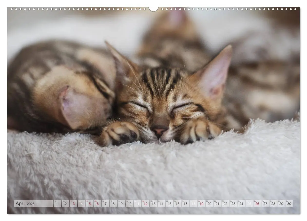 Bild: 9783457748077 | Wildes Wohnzimmer - Die Bengalkatze (Wandkalender 2026 DIN A2...