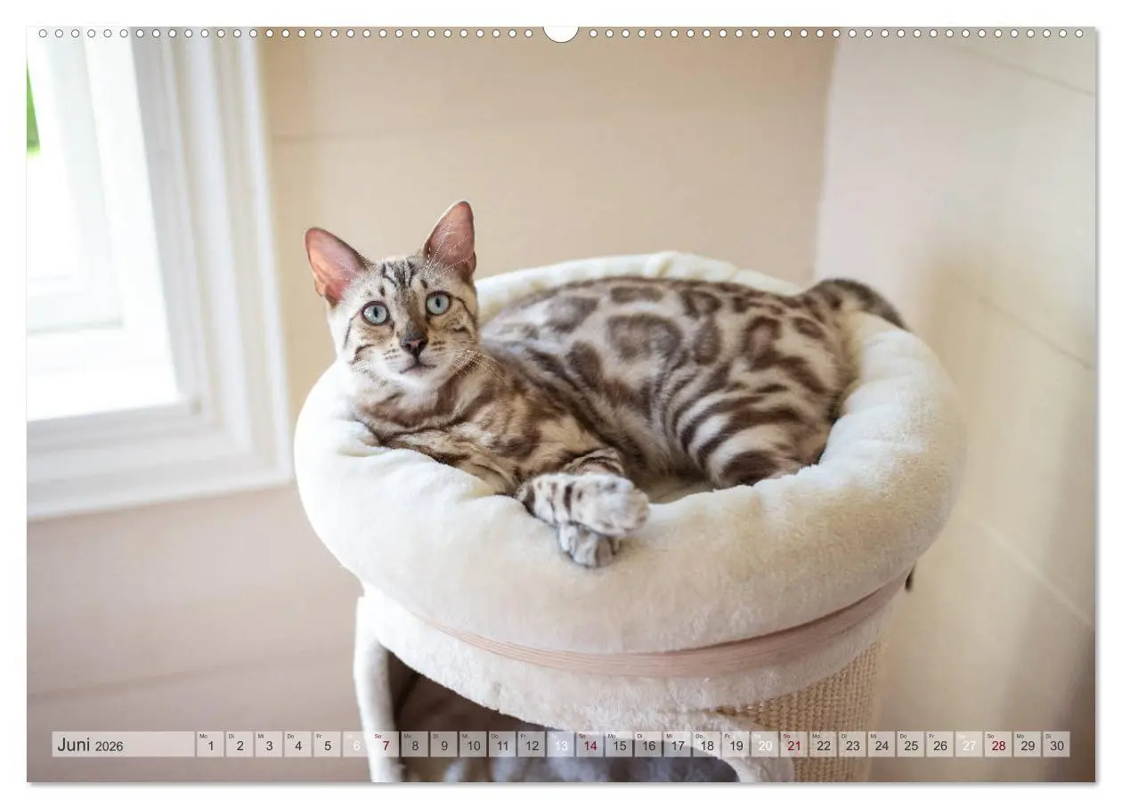 Bild: 9783457748077 | Wildes Wohnzimmer - Die Bengalkatze (Wandkalender 2026 DIN A2...