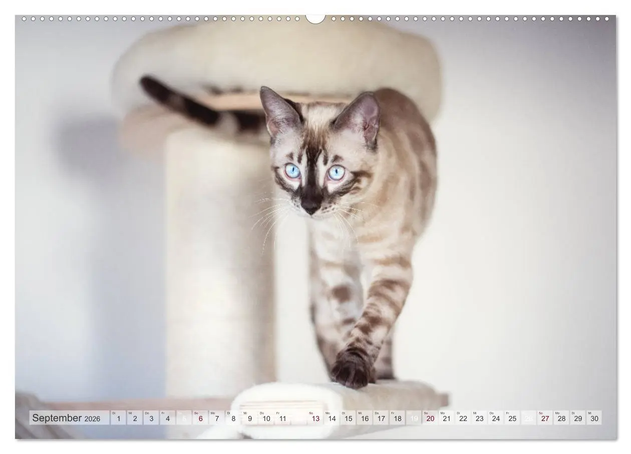 Bild: 9783457748077 | Wildes Wohnzimmer - Die Bengalkatze (Wandkalender 2026 DIN A2...
