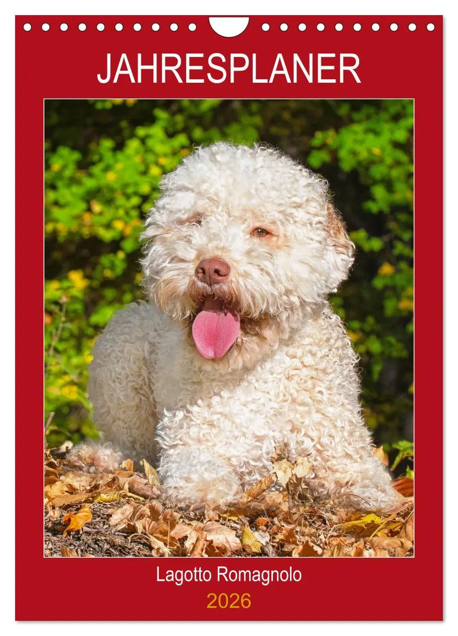 Cover: 9783516388077 | Jahresplaner Lagotto Romagnolo (Wandkalender 2026 DIN A4 hoch),...