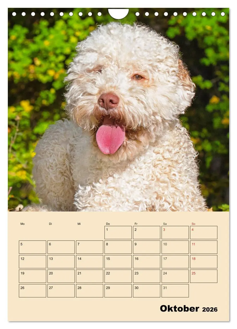Bild: 9783516388077 | Jahresplaner Lagotto Romagnolo (Wandkalender 2026 DIN A4 hoch),...
