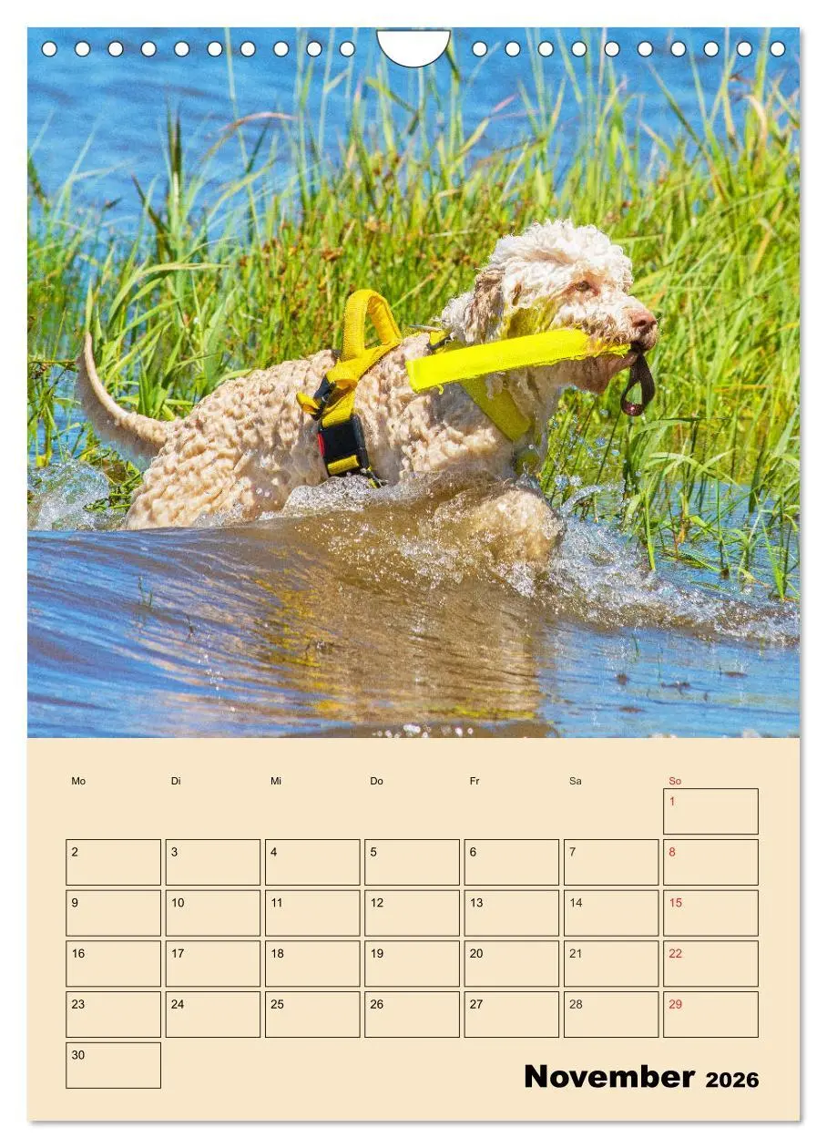 Bild: 9783516388077 | Jahresplaner Lagotto Romagnolo (Wandkalender 2026 DIN A4 hoch),...