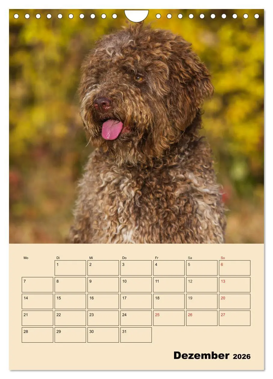 Bild: 9783516388077 | Jahresplaner Lagotto Romagnolo (Wandkalender 2026 DIN A4 hoch),...