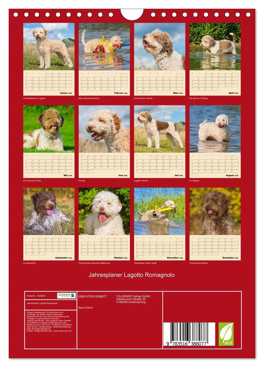 Bild: 9783516388077 | Jahresplaner Lagotto Romagnolo (Wandkalender 2026 DIN A4 hoch),...