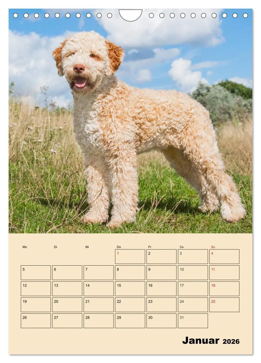 Bild: 9783516388077 | Jahresplaner Lagotto Romagnolo (Wandkalender 2026 DIN A4 hoch),...