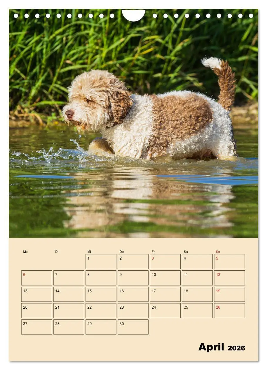 Bild: 9783516388077 | Jahresplaner Lagotto Romagnolo (Wandkalender 2026 DIN A4 hoch),...