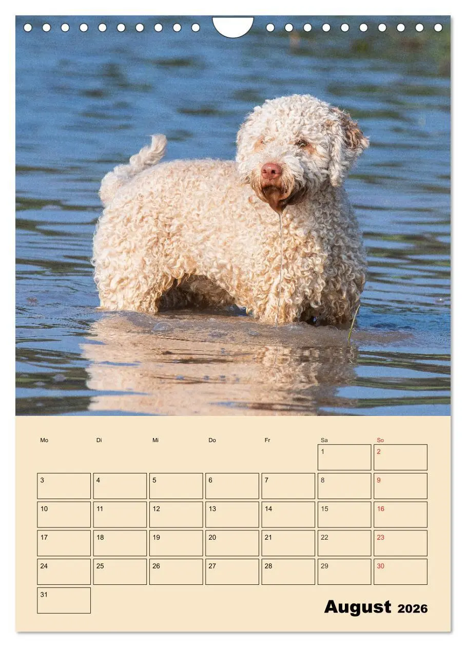 Bild: 9783516388077 | Jahresplaner Lagotto Romagnolo (Wandkalender 2026 DIN A4 hoch),...