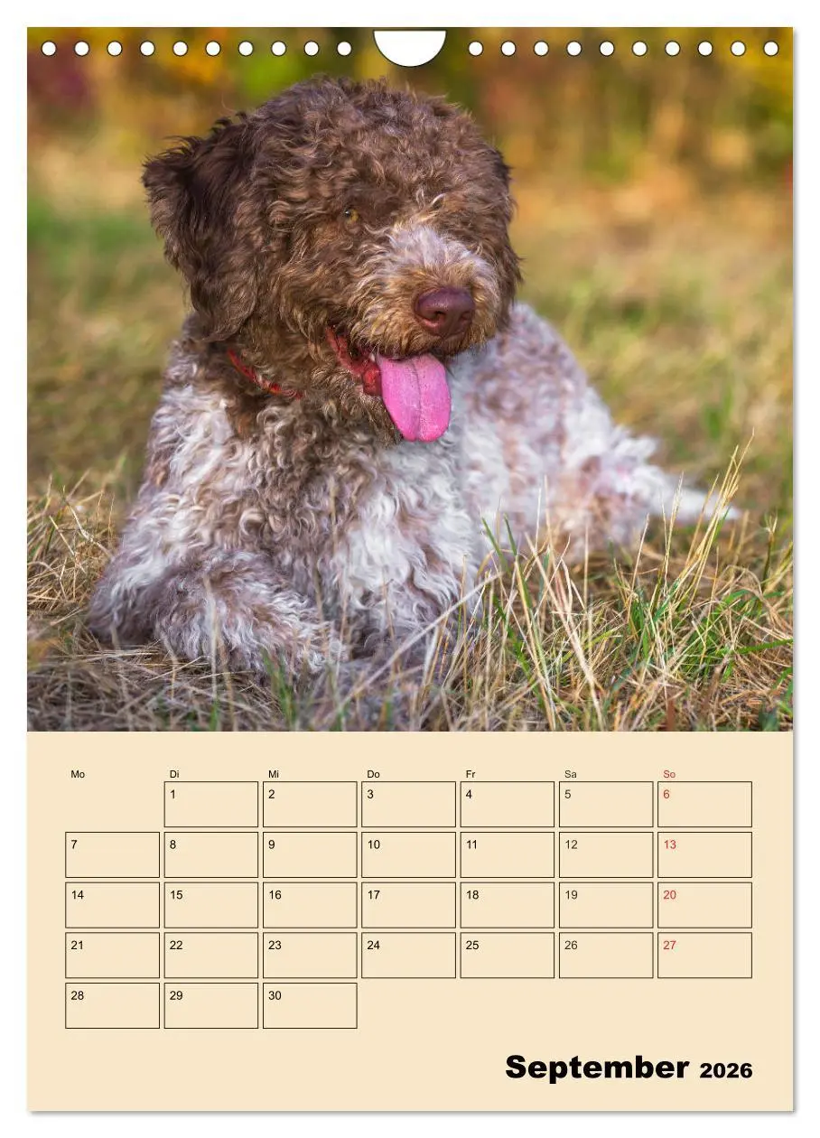 Bild: 9783516388077 | Jahresplaner Lagotto Romagnolo (Wandkalender 2026 DIN A4 hoch),...