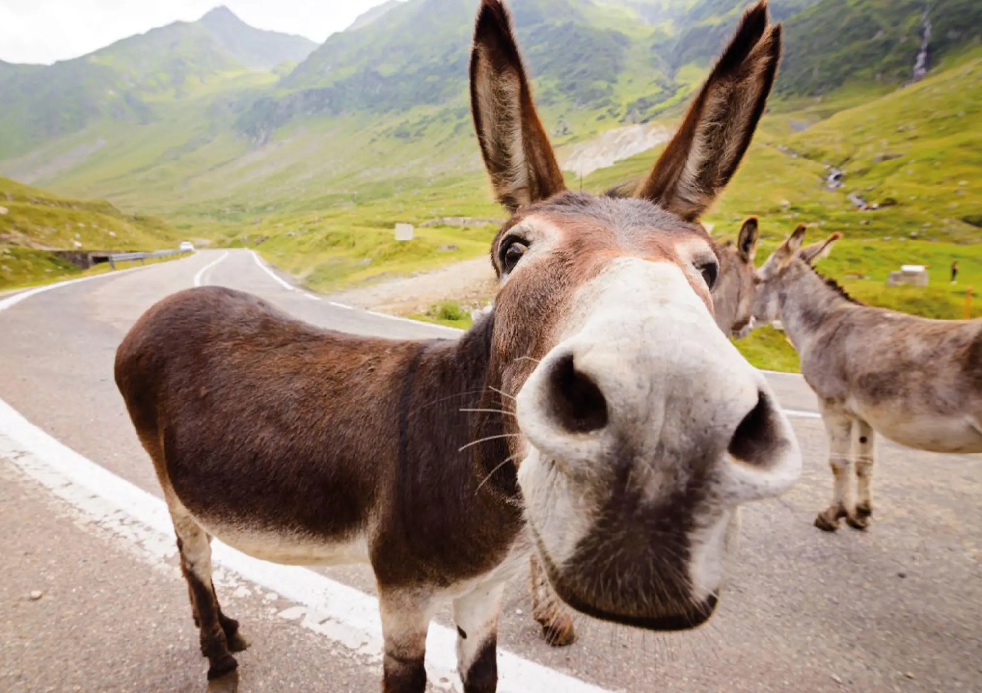 Bild: 9783625198277 | Postkartenblock Esel | Taschenbuch | 40 S. | Deutsch | 2025