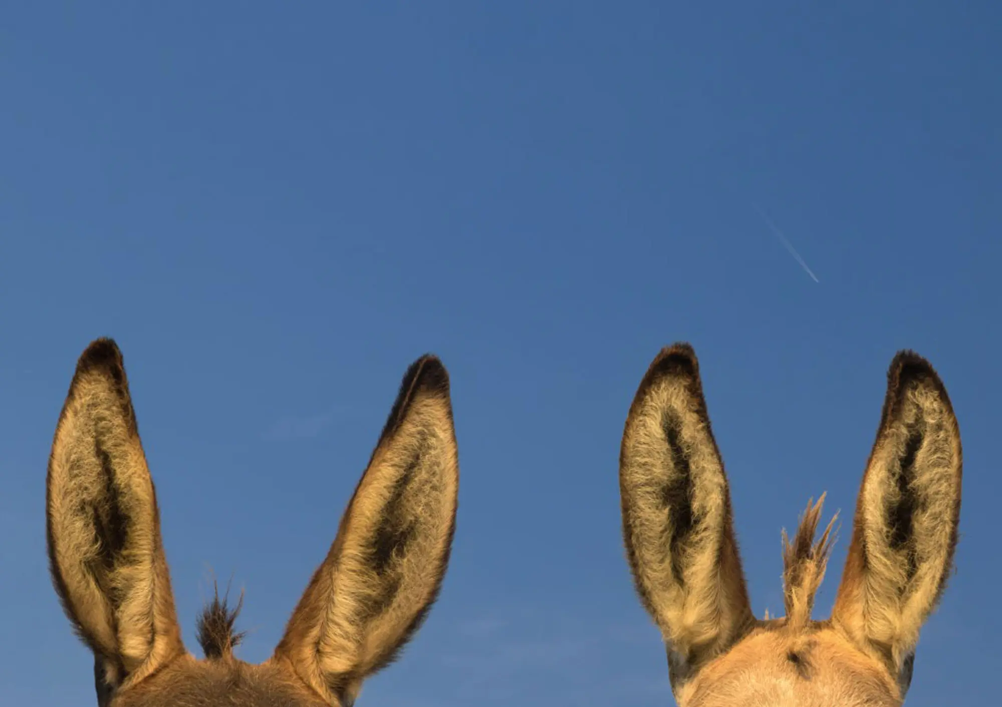 Bild: 9783625198277 | Postkartenblock Esel | Taschenbuch | 40 S. | Deutsch | 2025