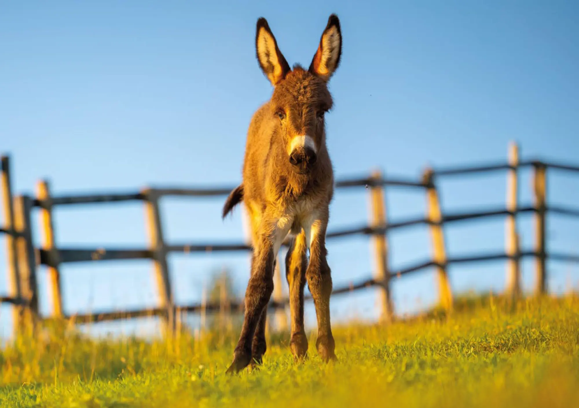 Bild: 9783625198277 | Postkartenblock Esel | Taschenbuch | 40 S. | Deutsch | 2025