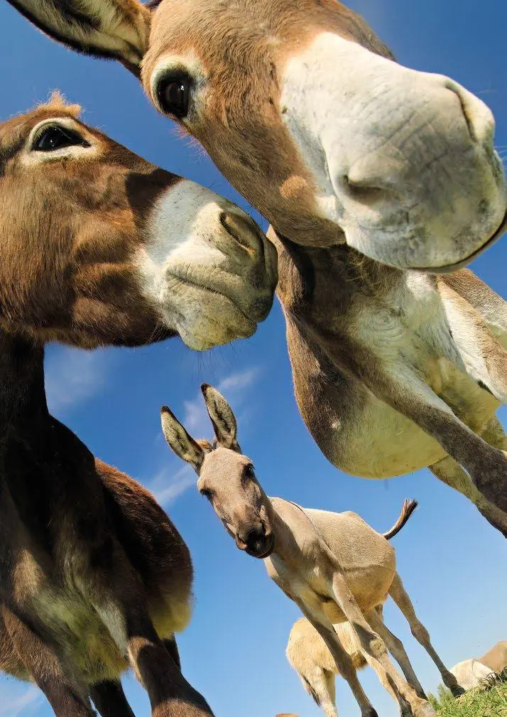 Bild: 9783625198277 | Postkartenblock Esel | Taschenbuch | 40 S. | Deutsch | 2025