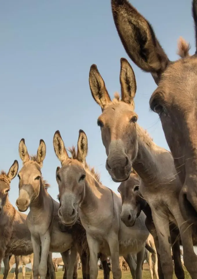 Bild: 9783625198277 | Postkartenblock Esel | Taschenbuch | 40 S. | Deutsch | 2025