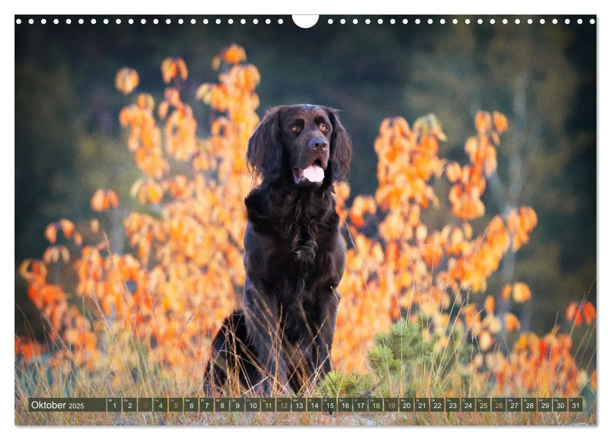 Bild: 9783383838477 | Jagdhund im Portrait - Deutsch Langhaar (Wandkalender 2025 DIN A3...