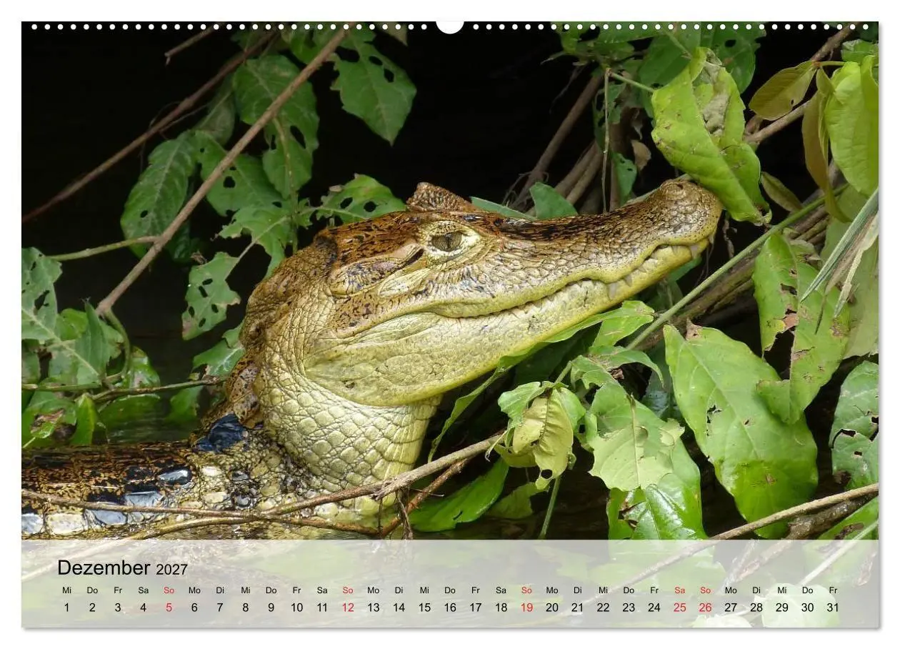 Bild: 9783594018477 | Große Echsen. Krokodile und Alligatoren (hochwertiger Premium...