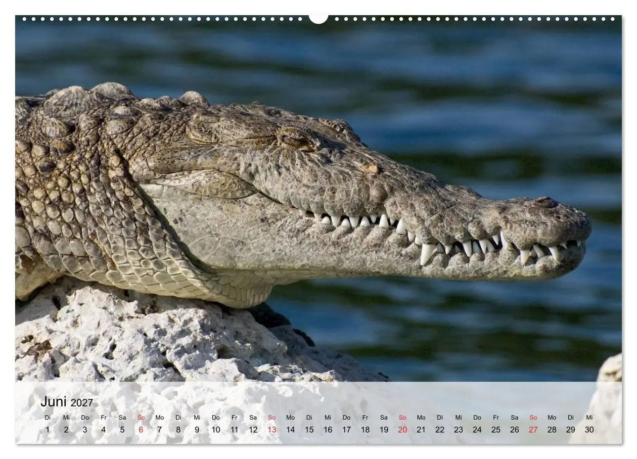Bild: 9783594018477 | Große Echsen. Krokodile und Alligatoren (hochwertiger Premium...