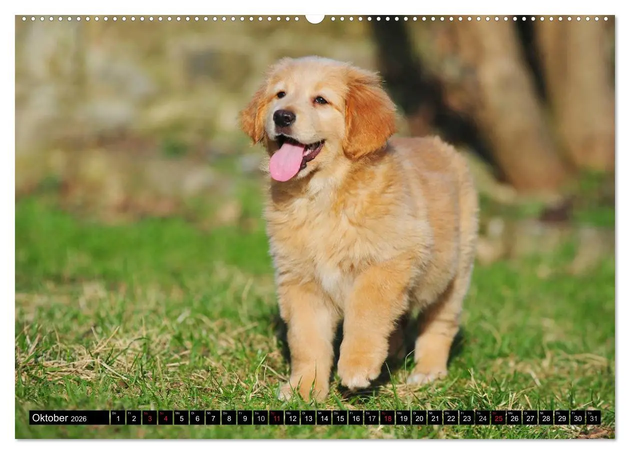 Bild: 9783516028577 | Mein bester Freund - Der Hovawart (Wandkalender 2026 DIN A2 quer),...