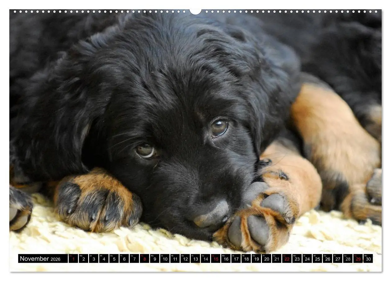 Bild: 9783516028577 | Mein bester Freund - Der Hovawart (Wandkalender 2026 DIN A2 quer),...