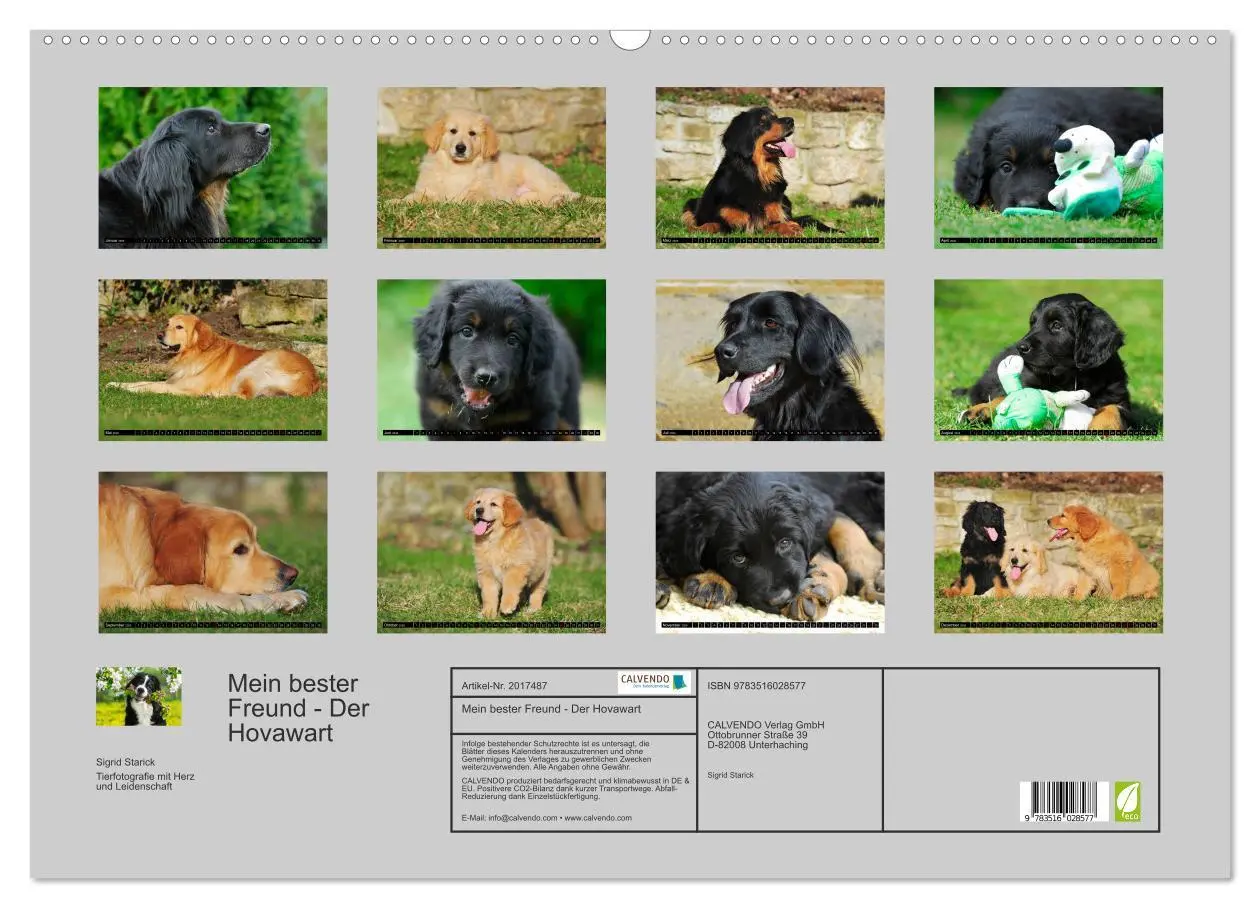 Bild: 9783516028577 | Mein bester Freund - Der Hovawart (Wandkalender 2026 DIN A2 quer),...