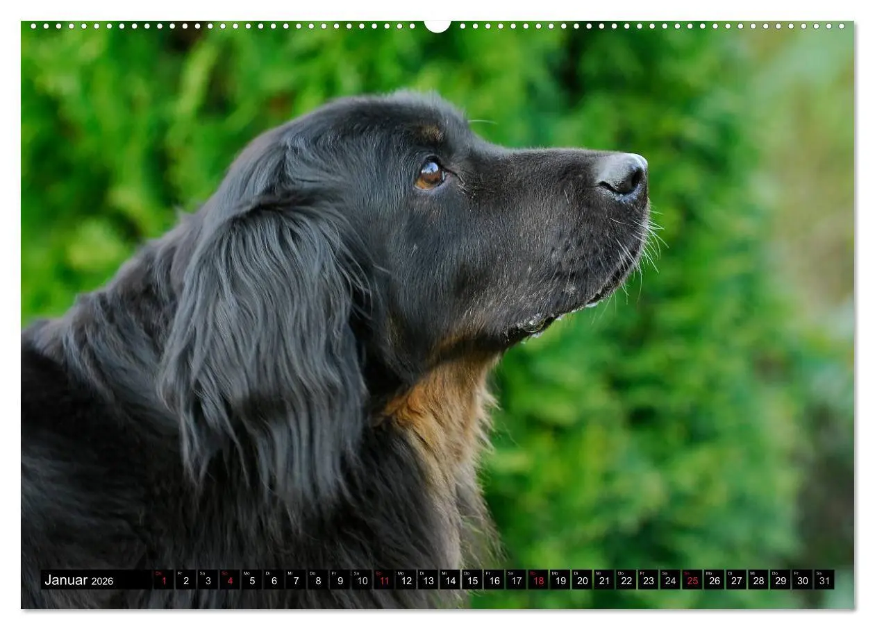 Bild: 9783516028577 | Mein bester Freund - Der Hovawart (Wandkalender 2026 DIN A2 quer),...