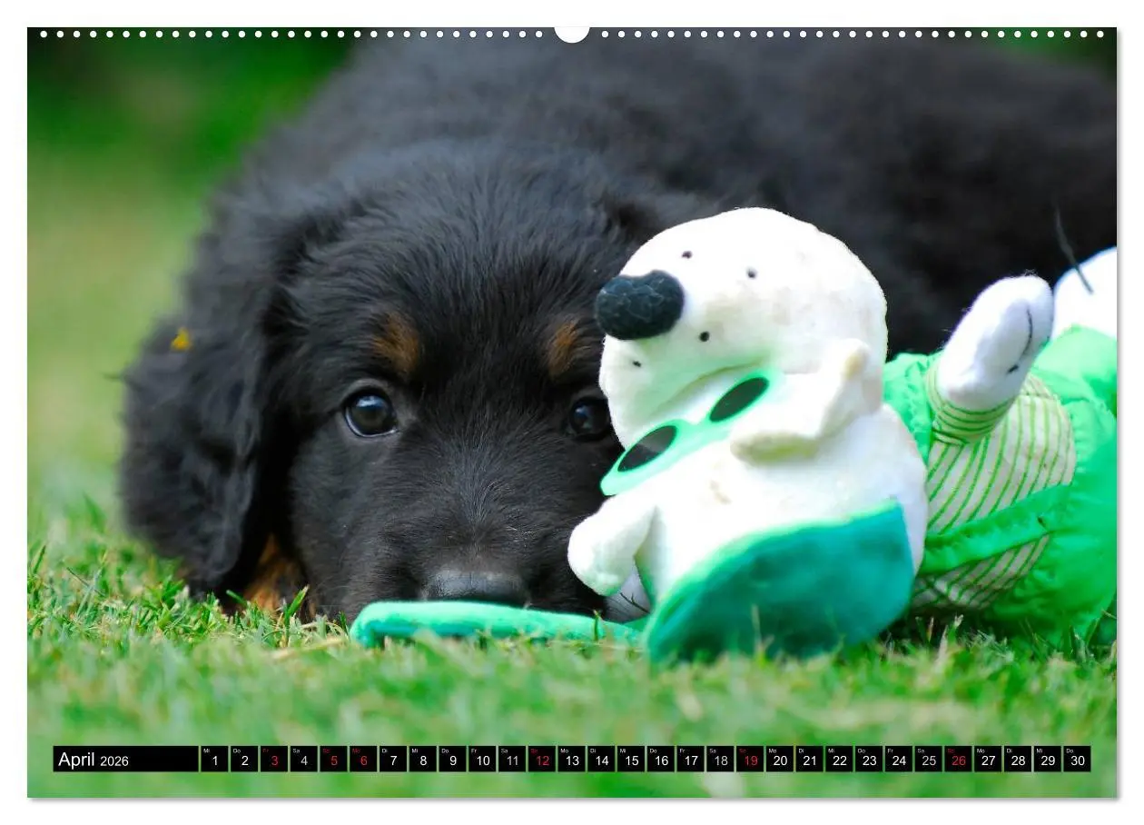Bild: 9783516028577 | Mein bester Freund - Der Hovawart (Wandkalender 2026 DIN A2 quer),...